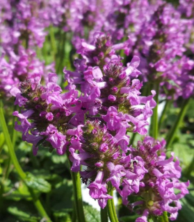 Stachys officinalis 'Ukkie'
